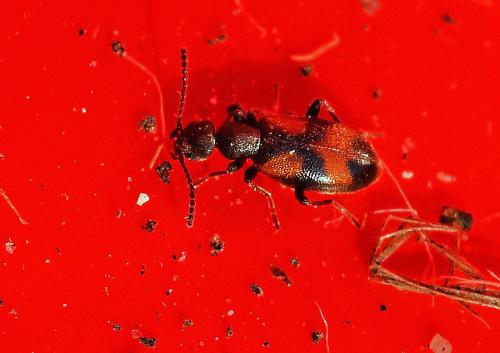 Réf. 335 628 : Anthicus antherinus